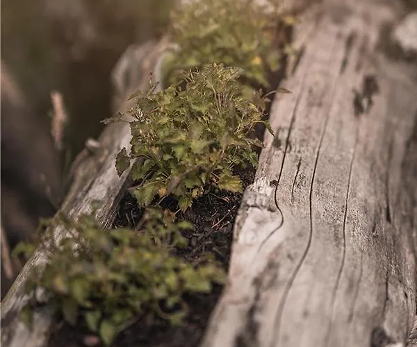 Kronenburger Alm Hotel